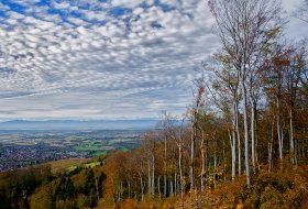 Phoca Thumb M Herbstwald Oberhalb Ebringen 9635 2017